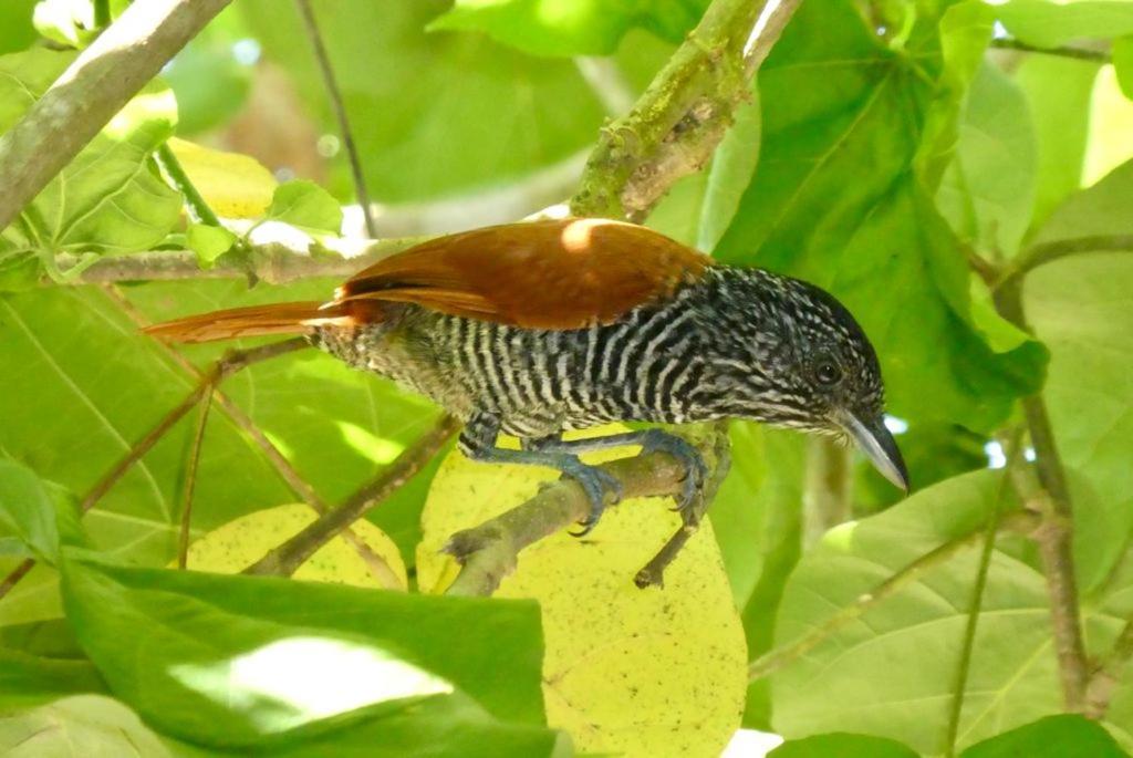 Pousada Mangue Seco Итаюнас Екстериор снимка